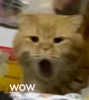 ﶼʼ˹˼